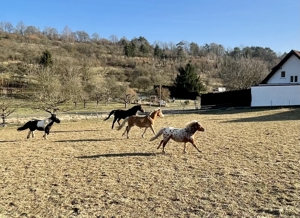 Kl. Offenstall hat Platz für lieben Pony- oder Kleinpferd Wallach, unbeschlagen Bild 3