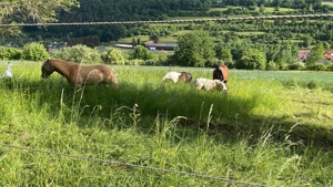 Kl. Offenstall hat Platz für lieben Pony- oder Kleinpferd Wallach, unbeschlagen Bild 6