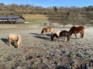 Kl. Offenstall hat Platz für lieben Pony- oder Kleinpferd Wallach, unbeschlagen Bild 7