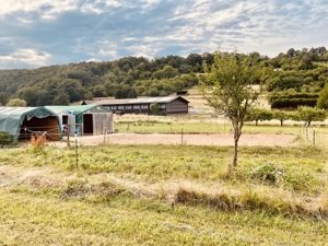 Kl. Offenstall hat Platz für lieben Pony- oder Kleinpferd Wallach, unbeschlagen Bild 15