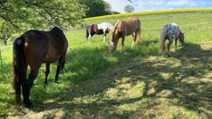 Kl. Offenstall hat Platz für lieben Pony- oder Kleinpferd Wallach, unbeschlagen Bild 5