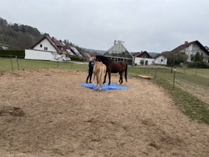 Kl. Offenstall hat Platz für lieben Pony- oder Kleinpferd Wallach, unbeschlagen Bild 2