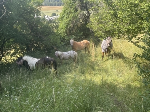 Kl. Offenstall hat Platz für lieben Pony- oder Kleinpferd Wallach, unbeschlagen Bild 4