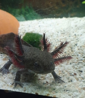 Axolotl Wildlinge