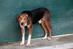 Jagdhund Mischlingsrüde Rüde Junghund Dan sucht ein Zuhause oder eine Pflegestelle Bild 6