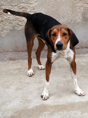 Jagdhund Mischlingsrüde Rüde Junghund Dan sucht ein Zuhause oder eine Pflegestelle Bild 15