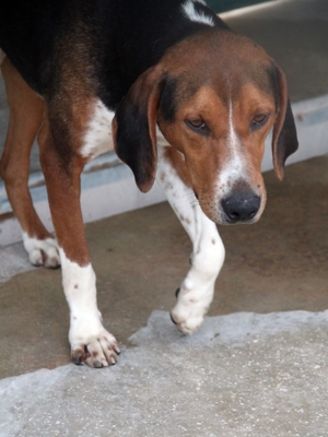Jagdhund Mischlingsrüde Rüde Junghund Dan sucht ein Zuhause oder eine Pflegestelle Bild 4