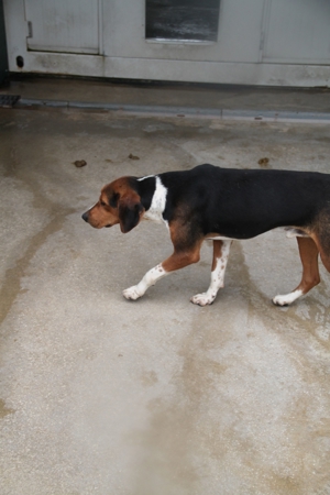 Jagdhund Mischlingsrüde Rüde Junghund Dan sucht ein Zuhause oder eine Pflegestelle Bild 10