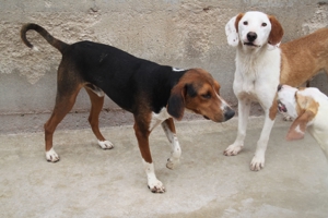 Jagdhund Mischlingsrüde Rüde Junghund Dan sucht ein Zuhause oder eine Pflegestelle Bild 7