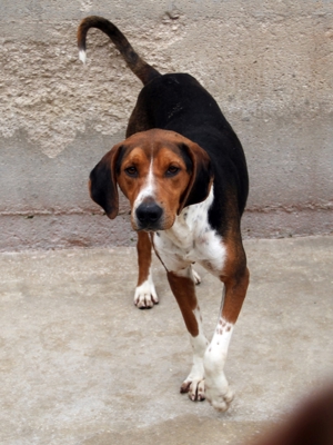 Jagdhund Mischlingsrüde Rüde Junghund Dan sucht ein Zuhause oder eine Pflegestelle Bild 16