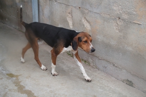 Jagdhund Mischlingsrüde Rüde Junghund Dan sucht ein Zuhause oder eine Pflegestelle Bild 13