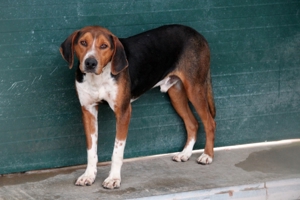 Jagdhund Mischlingsrüde Rüde Junghund Dan sucht ein Zuhause oder eine Pflegestelle Bild 5
