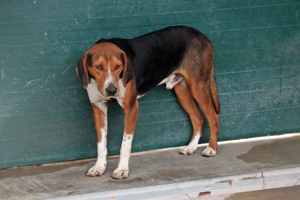 Jagdhund Mischlingsrüde Rüde Junghund Dan sucht ein Zuhause oder eine Pflegestelle Bild 12