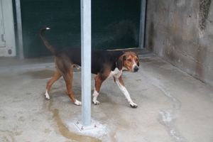 Jagdhund Mischlingsrüde Rüde Junghund Dan sucht ein Zuhause oder eine Pflegestelle Bild 3