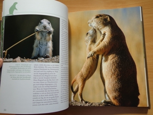 "Tierkinder im Zoo", ein Großbildband, von Prof. Dr. Henning Wiesner, BLV Bild 7