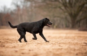 Labrador Retriever, Deckrüde, charcoal, kein Verk.  Bild 11