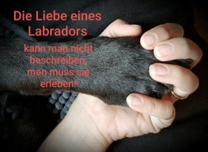 Labrador Retriever, Deckrüde, charcoal, kein Verk.  Bild 4