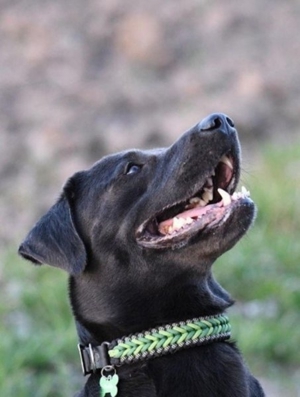 Labrador Retriever, Deckrüde, charcoal, kein Verk.  Bild 12