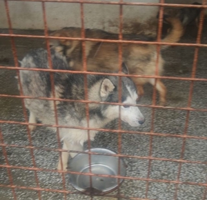 lieber,kastrierter Husky aus dem Tötungstierheim, hofft auf Rettung durch tierliebe Menschen Bild 1