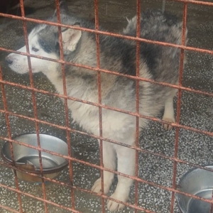 lieber,kastrierter Husky aus dem Tötungstierheim, hofft auf Rettung durch tierliebe Menschen Bild 2