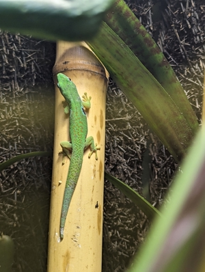 Phelsuma quadriocellata quadriocellata