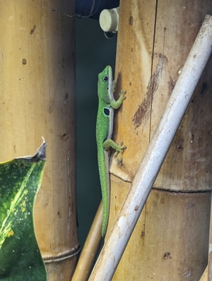 Phelsuma quadriocellata quadriocellata Weibchen