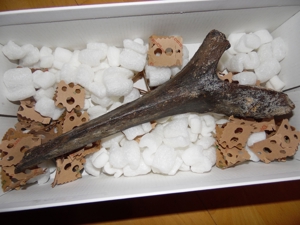 Fossilien Versteinerung Mammut Knochen Bild 2