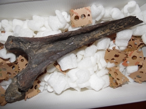 Fossilien Versteinerung Mammut Knochen Bild 1