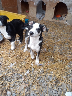 Edison will adoptiert werden Bild 4