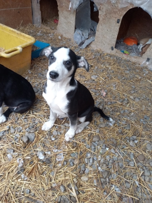 Edison will adoptiert werden Bild 2