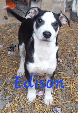 Edison will adoptiert werden Bild 3
