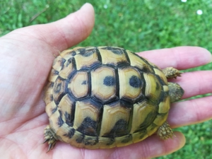 Schöne und gesunde griechische Landschildkröten aus artgerechter Freilandhaltung