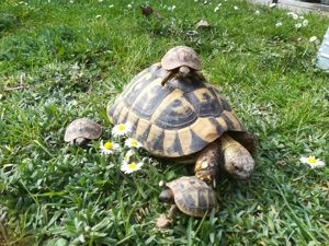 Schöne und gesunde griechische Landschildkröten aus artgerechter Freilandhaltung, NZ 2023