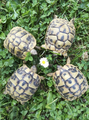 Schöne und gesunde griechische Landschildkröten aus artgerechter Freilandhaltung Bild 7