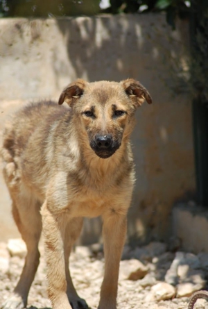 ängstliche Olga Schäferhund Mischling sucht ein Zuhause