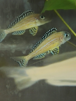 Xenotilapia papilio Tembwe