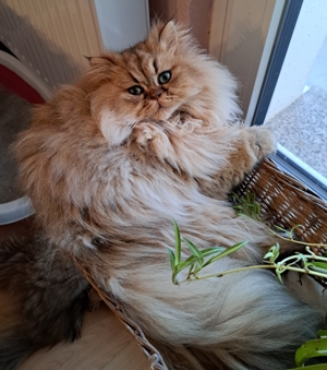 PERSERKINDER MIT SCHÖNEM NÄSCHEN IN GOLDEN- UND SILVER SHADED Bild 2