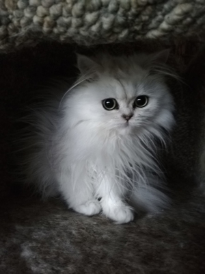 PERSERKINDER MIT SCHÖNEM NÄSCHEN IN GOLDEN- UND SILVER SHADED Bild 4