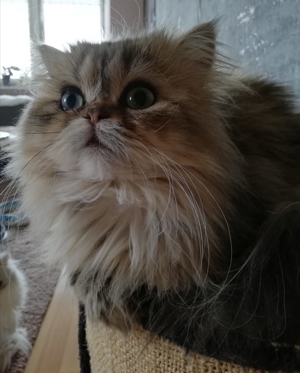 PERSERKINDER MIT SCHÖNEM NÄSCHEN IN GOLDEN- UND SILVER SHADED Bild 9