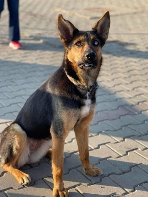 Verschmuste, treue Kira sucht aktive Hundefreunde