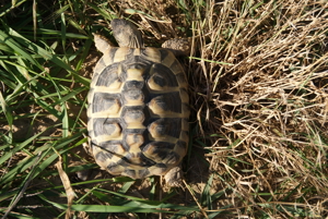 Griechische Landschildkröten aus eigener Nachzucht