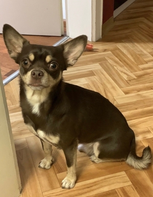 Chihuahua Deckrüde mit Erfahrung