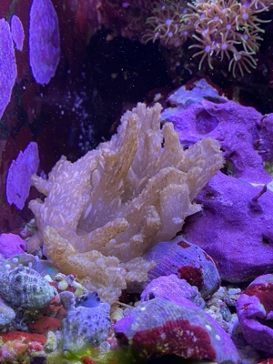 Ableger einer Fingerlederkoralle. Meerwasser Koralle Salz