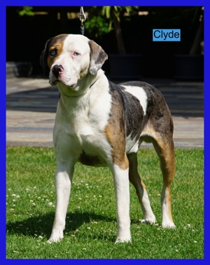 Clyde ist 6 Jahre alter unwiderleglich gefährlicher Hund für den richtigen Profi Bild 2