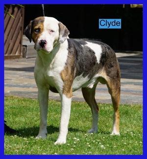 Clyde ist 6 Jahre alter unwiderleglich gefährlicher Hund für den richtigen Profi Bild 3