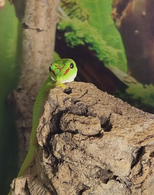 Großer Madagaskar Taggecko (Phelsuma grandis) 0.0.4