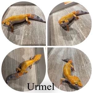 0.1 Fire Super Hypo Tangerine het Tremper pos het Eclipse