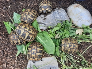 Griechische Landschildkröte