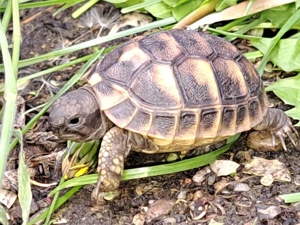 Griechische Landschildkröte Nachzuchten 2023 und älter