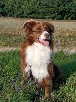 Deckrüde Australian Shepherd